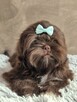 Czekoladowy piesek Shih-Tzu komplet szczepień - 2