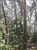 Leśna działka budowlana nad Pilicą - 7