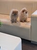 Pomeranian miniatutka - 2