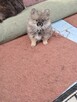 Pomeranian miniatutka - 5