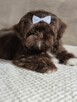Czekoladowy piesek Shih-Tzu komplet szczepień - 5