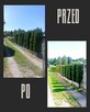 Usługi ogrodnicze koszenie aeracja Wertykulacja - 4
