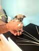 Chihuahua Przepiękna Maleńka XXS - 2