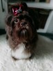 Czekoladowy piesek Shih-Tzu komplet szczepień - 12