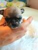 Chihuahua Przepiękna Maleńka XXS - 5