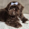 Czekoladowy piesek Shih-Tzu komplet szczepień - 4