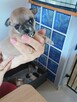 Chihuahua Przepiękna Maleńka XXS - 3
