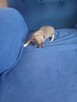 Chihuahua Przepiękna Maleńka XXS - 7