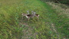 Operator drona dji 3 MINI - 16