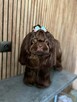 Czekoladowy piesek Shih-Tzu komplet szczepień - 9
