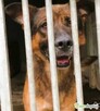 RASTI - cudowny owczarek porzucony za kratami, ADOPTUJ - 2