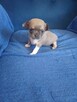Chihuahua Przepiękna Maleńka XXS - 4