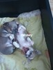 Chihuahua XXS Niebieski Królewicz - 5
