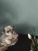 Chihuahua XXS Niebieski Królewicz - 7