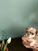 Chihuahua XXS Niebieski Królewicz - 3