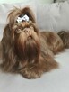 Czekoladowy piesek Shih-Tzu komplet szczepień - 11