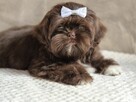 Czekoladowy piesek Shih-Tzu komplet szczepień - 2