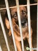 RASTI - cudowny owczarek porzucony za kratami, ADOPTUJ - 3