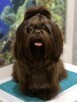 Czekoladowy piesek Shih-Tzu komplet szczepień - 7