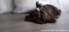 Czekoladowy piesek Shih-Tzu komplet szczepień - 10