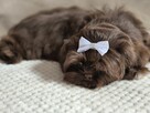 Czekoladowy piesek Shih-Tzu komplet szczepień - 3