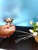 Chihuahua XXS Niebieski Królewicz - 2