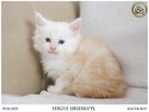 Kremowy srebrzysty kocurek maine coon - 4