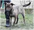 Simone – radosna, psia piękność szuka prawdziwej rodziny - 4