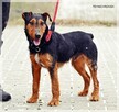 Bimbuś - energiczny psiak w typie teriera potrzebuje Twojej - 4