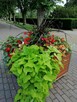 100 metrowe parter z ogródkiem, cegła sprzedam Ciechocinek - 8