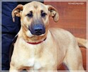 Greta - młoda, ufna sunia z nadzieją na lepsze jutro - 3