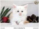 Kremowy srebrzysty kocurek maine coon - 3