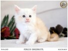 Kremowy srebrzysty kocurek maine coon - 7