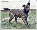 Simone – radosna, psia piękność szuka prawdziwej rodziny - 7