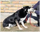 Bajka - spokojna sunia marzy o ciepłym domu - 7
