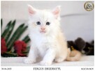 Kremowy srebrzysty kocurek maine coon - 6