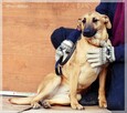 Greta - młoda, ufna sunia z nadzieją na lepsze jutro - 5