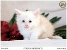 Kremowy srebrzysty kocurek maine coon - 5