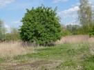 Szczecin Wielgowo Sławociesze działka sprzedaż - 5