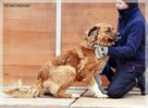 Merida – wspaniała, piękna sunia szuka najlepszego domu - 8