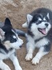 Husky dziewczynki szukają domu - 2