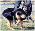 Bilbo - młody piesek w typie owczarka szuka domu - 5