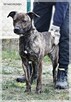 Simone – radosna, psia piękność szuka prawdziwej rodziny - 2