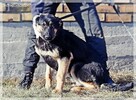 Bilbo - młody piesek w typie owczarka szuka domu - 9