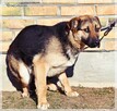Teo - młody, radosny psiak chce zostać Twoim Przyjacielem - 2