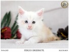 Kremowy srebrzysty kocurek maine coon - 2