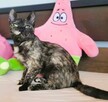 PLAMKA - piękna, szylkretowa koteczka do adopcji - 3