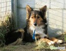 BRATEK - przerażony psiak w typie collie szuka domu - 2