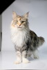 Kremowy srebrzysty kocurek maine coon - 8