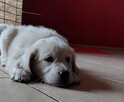 Golden Retriever szczeniaki pieski ZKwP/FCI - 4
